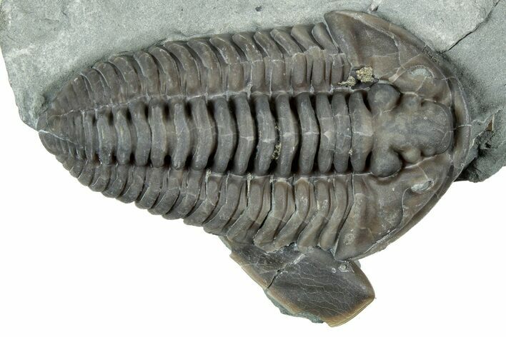 Prone Flexicalymene Trilobite - Mt Orab, Ohio #329797